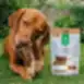 Dog snack rabbit ear with lamb meat filling for adult all breed dogs
