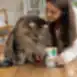 Soup for sterilised adult cats with tuna and duck