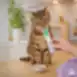 Complementary wet pet food for cats with chicken