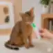 Complementary wet pet food with rabbit, turkey and cranberries for sterilised cats