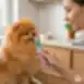 Complementary wet pet food with salmon for red coat dogs