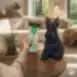 Complementary wet pet food with trout for dark coat dogs