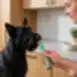 Complementary wet pet food with trout for dark coat dogs